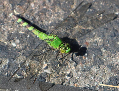 Click here to view at full resolution.