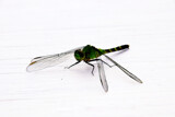 Emerald Dragon  by JayMxPhotography, photography->insects/spiders gallery
