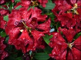 Rhododendrons in the Rain #1 by LynEve, photography->flowers gallery