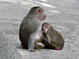 Mum and Boy by Ramad, photography->animals gallery