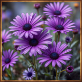Purple Daisies by danika, computer-> a.i. gallery