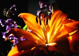 Lily Glow by LynEve, photography->flowers gallery