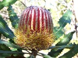 banksia bloom by aljahael, photography->flowers gallery