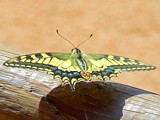 butterfly by shamone80, Photography->Butterflies gallery
