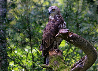 Click here to view at full resolution.