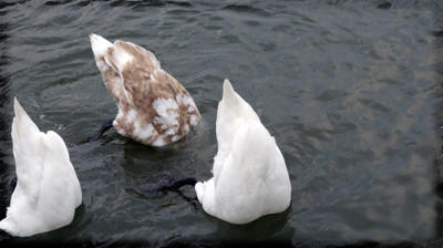 Click here to view at full resolution.