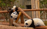 Panda Cub Play by Mythmaker, photography->animals gallery