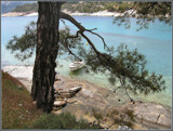 Pine, boat and bay. by ronsaunders47, Photography->Shorelines gallery