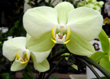 Fridays Orchid by trixxie17, photography->flowers gallery