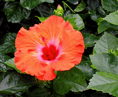 Click here to view at full resolution.