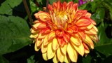 Two tone dahlia by LynEve, photography->flowers gallery