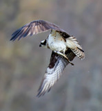 fresh from the water! by nanadoo, photography->birds gallery