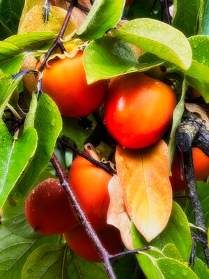 Click here to view at full resolution.