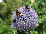 three Bumble Bee on a flower by icesoldier, photography->insects/spiders gallery