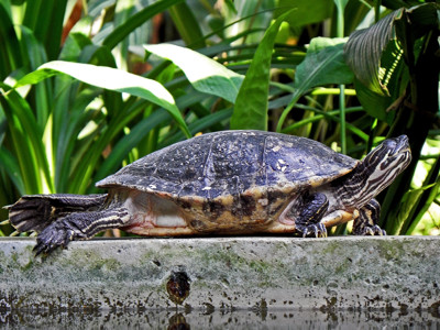 Click here to view at full resolution.