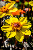 Dahlia Show 64 by corngrowth, photography->flowers gallery