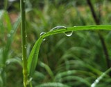 Droplets in the green #2 by mausi2541, photography->nature gallery
