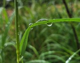 Droplets in the green #2 by mausi2541, photography->nature gallery