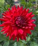 In Bloom - A Dahlia by tigger3, photography->flowers gallery