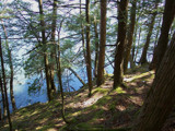 Among Pines by pauljsee, photography->landscape gallery