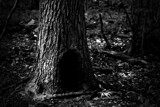 Gnome Hut by JayMxPhotography, photography->nature gallery