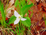 Magical Trilliums by northbeach, Photography->Flowers gallery