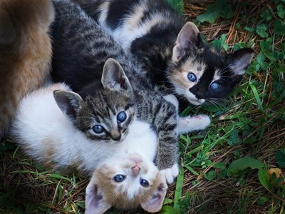 Click here to view at full resolution.