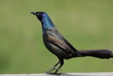 Common Grackle by egggray, photography->birds gallery