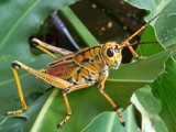 Lubber Grasshopper by sunny184, photography->insects/spiders gallery