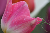 Pink and White Tulip by auroraobers, photography->flowers gallery