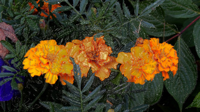 Click here to view at full resolution.