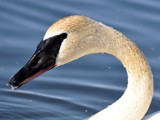 Say Cheese! by June, Photography->Birds gallery