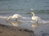 swans on the ostsee by icesoldier, Photography->Birds gallery