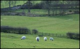 Quietly Grazing by TheWhisperer, Photography->Landscape gallery