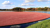 Cranberry Harvest by Tomeast, photography->general gallery