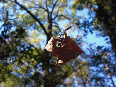 Click here to view at full resolution.