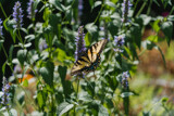 Yellow Swallowtail on Hyssop by Pistos, photography->butterflies gallery