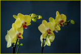 Yellow Orchids by Ramad, photography->flowers gallery