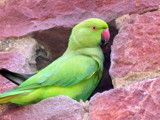 Indian Parakeet #1 by bif000, Photography->Birds gallery