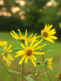 Let Focus in on the Flowers by kimsoosun, Photography->Flowers gallery