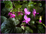 More Spring Violets by LynEve, photography->flowers gallery