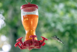 Another hummingbird by gharwood, photography->birds gallery