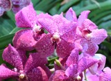Orchids on Display by tigger3, photography->flowers gallery