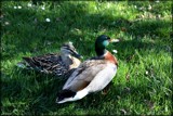 Mallard Pair by LynEve, photography->birds gallery