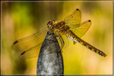 Checking For A Suitable Landing Place by corngrowth, photography->macro gallery