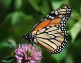 Monarch Butterfly by gerryp, Photography->Butterflies gallery