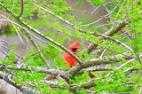 I see you by bossdaddy, photography->birds gallery