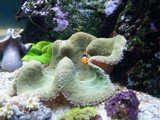 Nemo Lives by Logit, Photography->Underwater gallery