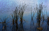 Mucking Round With Reeds by Mythmaker, photography->shorelines gallery