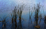 Mucking Round With Reeds by Mythmaker, photography->shorelines gallery